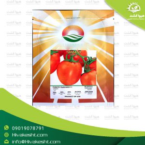 بذر گوجه فرنگی هیبرید سایکا آمریکا